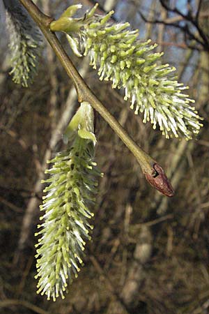 Salix caprea \ Sal-Weide / Goat Willow, D Mannheim 12.3.2007