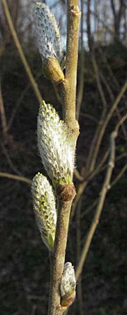 Salix caprea \ Sal-Weide / Goat Willow, D Mannheim 12.3.2007