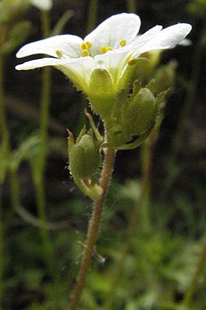 Saxifraga rosacea subsp. sponhemica / Irish Saxifrage, D Botan. Gar.  Universit.  Heidelberg 18.4.2007