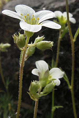 Saxifraga rosacea subsp. sponhemica / Irish Saxifrage, D Botan. Gar.  Universit.  Heidelberg 18.4.2007