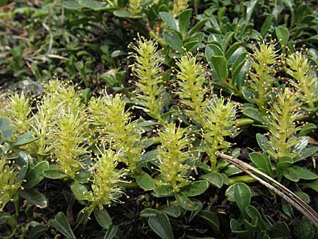 Salix serpillifolia / Thyme-Leaved Willow, D Botan. Gar.  Universit.  Heidelberg 18.4.2007