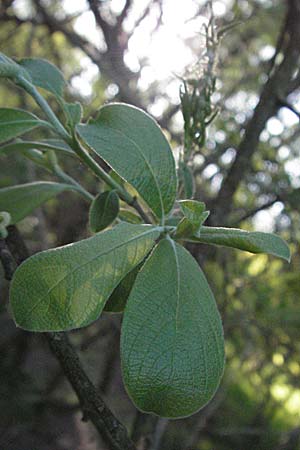 Salix aurita x caprea \ Weiden-Hybride / Hybrid Willow, D Odenwald, Schönau 26.4.2007