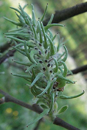 Salix aurita x caprea \ Weiden-Hybride / Hybrid Willow, D Odenwald, Schönau 26.4.2007