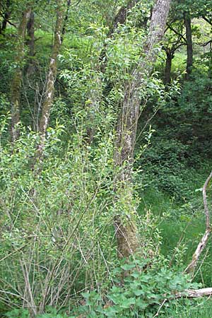 Salix fragilis / Crack Willow, D Odenwald, Unterflockenbach 4.5.2007