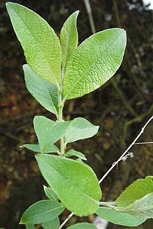 Salix appendiculata / Large-Leaved Willow, D Black-Forest, Feldsee 18.5.2007
