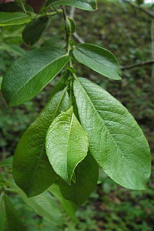 Salix appendiculata / Large-Leaved Willow, D Black-Forest, Feldsee 18.5.2007