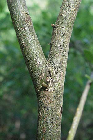 Salix myrsinifolia \ Schwarzwerdende Weide / Dark-Leaved Willow, D Villingen-Schwenningen 18.5.2007