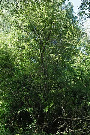 Salix myrsinifolia \ Schwarzwerdende Weide / Dark-Leaved Willow, D Villingen-Schwenningen 18.5.2007