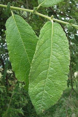 Salix cinerea \ Grau-Weide, Asch-Weide / Grey Willow, D Hemsbach 19.5.2007