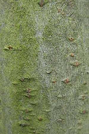 Salix cinerea \ Grau-Weide, Asch-Weide / Grey Willow, D Hemsbach 19.5.2007