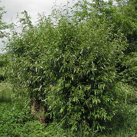 Salix fragilis / Crack Willow, D Hemsbach 19.5.2007