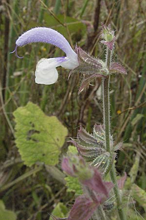 Salvia aethiopis \ Ungarischer Salbei, Woll-Salbei / Woolly Clary, Mediterranean Sage, D Hirschberg 28.7.2007