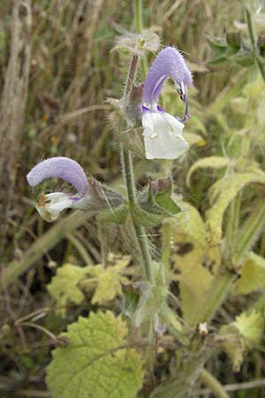 Salvia aethiopis \ Ungarischer Salbei, Woll-Salbei / Woolly Clary, Mediterranean Sage, D Hirschberg 28.7.2007