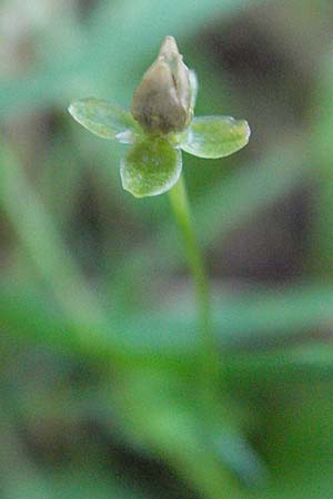 Sagina procumbens / Procumbent Pearlwort, D Mörfelden-Walldorf 6.8.2007