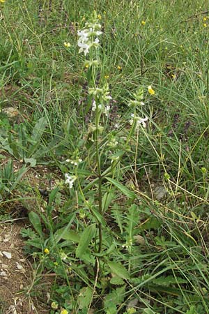 Stachys annua \ Einjhriger Ziest / Annual Yellow Woundwort, D Hardheim 7.7.2007