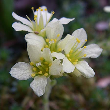 Saxifraga zeleborii \ Steinbrech / Saxifrage, D Botan. Gar.  Universit.  Heidelberg 13.3.2008