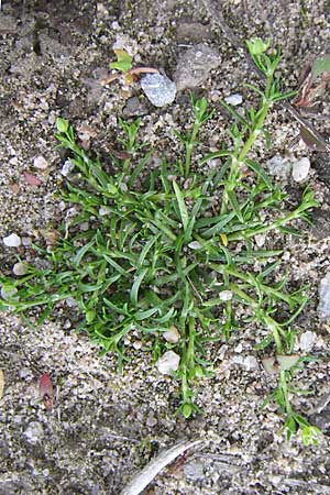 Sagina procumbens \ Niederliegendes Mastkraut / Procumbent Pearlwort, D Karlsruhe 2.5.2008