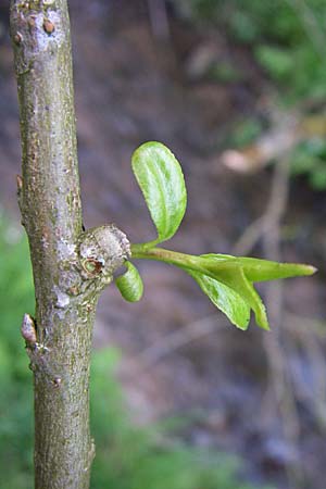 Salix fragilis \ Bruch-Weide / Crack Willow, D Odenwald, Unterflockenbach 2.5.2008