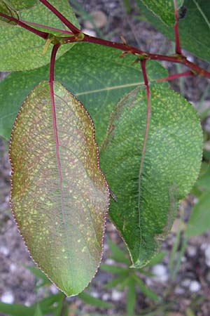 Populus balsamifera agg. \ Balsam-Pappel, D Rheinstetten-Silberstreifen 21.7.2008