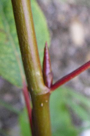 Populus balsamifera agg. \ Balsam-Pappel, D Rheinstetten-Silberstreifen 21.7.2008