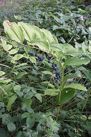 Polygonatum multiflorum \ Vielbltiges Salomonssiegel, Vielbltige Weiwurz, D Sasbach am Kaiserstuhl 23.8.2008