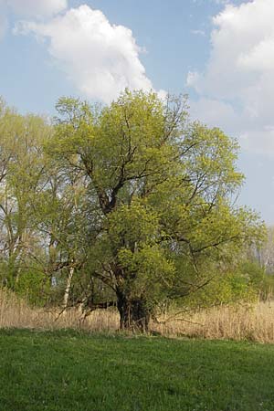 Salix alba / White Willow, D Lampertheim 10.4.2009