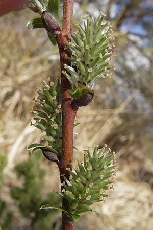 Salix repens \ Kriech-Weide / Creeping Willow, D Augsburg 18.4.2009