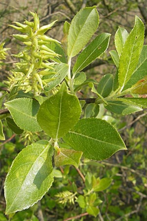 Salix myrsinifolia / Dark-Leaved Willow, D Germersheim-Lingenfeld 1.5.2009
