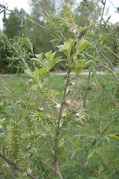 Salix aurita x caprea \ Weiden-Hybride / Hybrid Willow, D Günzburg 8.5.2010