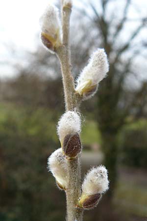 Salix spec1 ? \ Weide / Willow, D Germersheim 14.3.2009