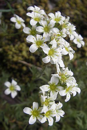 Saxifraga rosacea subsp. sponhemica / Irish Saxifrage, D Idar-Oberstein 14.5.2011