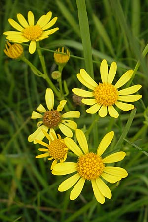 Senecio aquaticus \ Wasser-Greiskraut, D Gessertshausen 30.7.2011