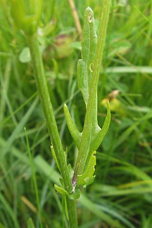 Senecio aquaticus \ Wasser-Greiskraut, D Gessertshausen 30.7.2011