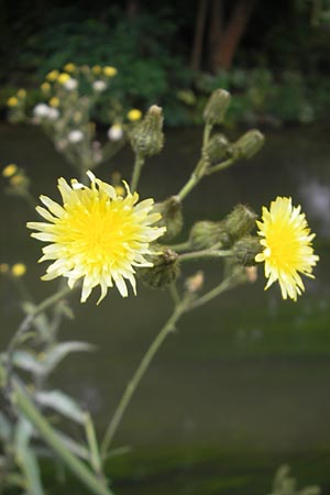 Sonchus palustris \ Sumpf-Gnsedistel / Marsh Sow-Thistle, D Unterschleißheim 30.7.2011