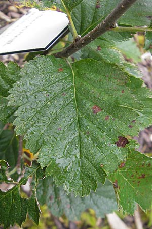 Sorbus austriaca / Austrian Whitebeam, D Botan. Gar.  Universit.  Regensburg 5.8.2011