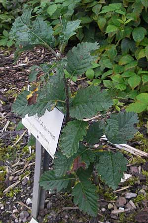 Sorbus austriaca \ sterreichische Mehlbeere, D Botan. Gar.  Universit.  Regensburg 5.8.2011