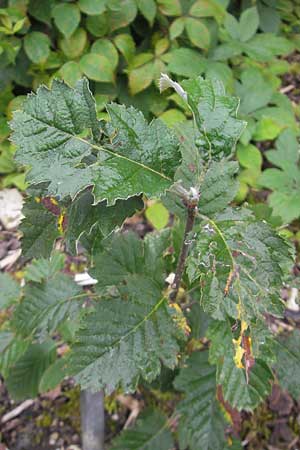 Sorbus austriaca \ sterreichische Mehlbeere, D Botan. Gar.  Universit.  Regensburg 5.8.2011