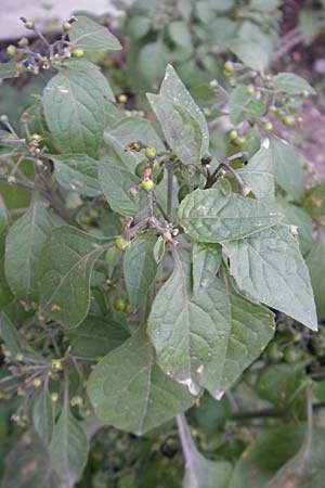 Solanum nigrum \ Schwarzer Nachtschatten, D Mannheim 21.10.2011