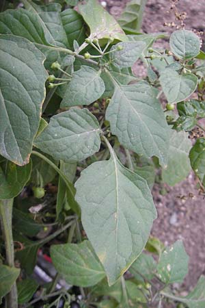 Solanum nigrum \ Schwarzer Nachtschatten, D Mannheim 21.10.2011