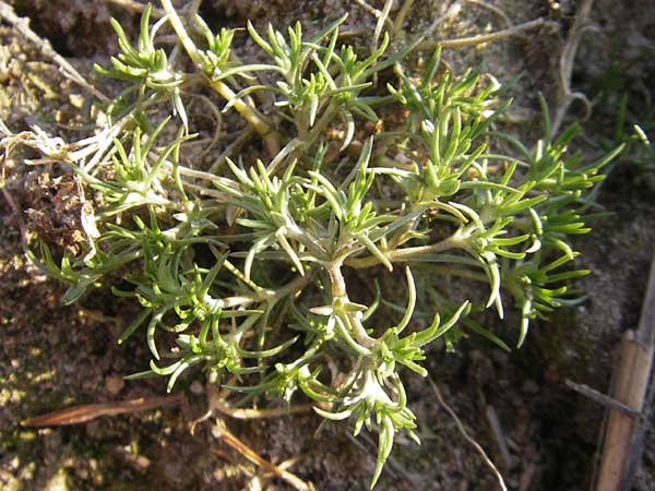 Scleranthus polycarpos \ Triften-Knuelkraut / German Knotweed, D Mannheim 20.3.2012