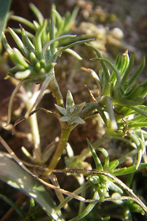 Scleranthus polycarpos / German Knotweed, D Mannheim 20.3.2012