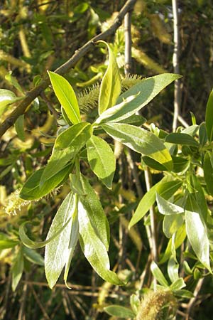 Salix alba \ Silber-Weide / White Willow, D Mannheim 17.4.2012