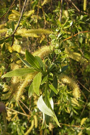 Salix alba / White Willow, D Mannheim 17.4.2012