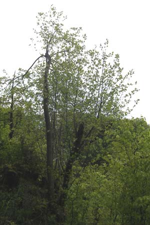 Sorbus adeana / Ade's Whitebeam, D Franconia Weismain 7.5.2012