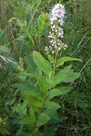 Spiraea alba \ Weier Spierstrauch, D Schwarzwald, Enzklösterle 28.7.2012