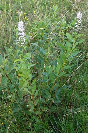 Spiraea alba \ Weier Spierstrauch / Pale Bridewort, D Schwarzwald/Black-Forest, Enzklösterle 28.7.2012