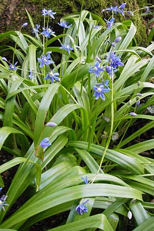 Scilla amoena \ Schner Blaustern / Star Squill, D Weinheim an der Bergstraße, Botan. Gar.  Hermannshof 1.5.2013