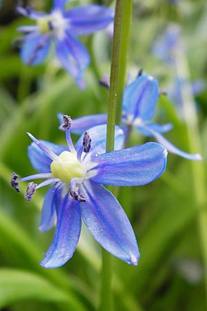 Scilla amoena / Star Squill, D Weinheim an der Bergstraße, Botan. Gar.  Hermannshof 1.5.2013