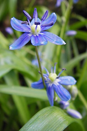 Scilla amoena \ Schner Blaustern / Star Squill, D Weinheim an der Bergstraße, Botan. Gar.  Hermannshof 1.5.2013