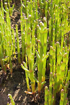 Salicornia europaea \ Europischer Queller / Common Glasswort, D Philippsthal-Heimboldshausen 6.7.2013